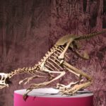 Unenlagia skeleton scaled