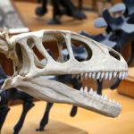 Unenlagia skull