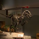 Utahraptor skeleton