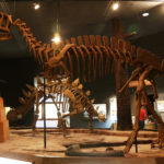 Yangchuanosaurus skeleton scaled