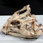 Yinlong skull
