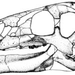 Zalmoxes skull