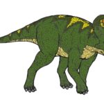 Zuniceratops frontal
