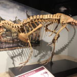 deltadromeus skeleton