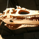 deltadromeus skull