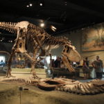 gorgosaurus skeleton