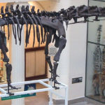 mamenchisaurus skeleton