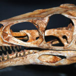 masiakasaurus skull