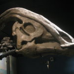 parasaurolophus skull specimen
