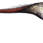 Agilisaurus restore scaled