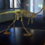 Alvarezsaurus skeleton