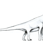 Amygdalodon long neck