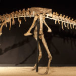 Anserimimimus skeleton scaled