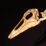 Anserimimus skull scaled