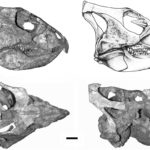 Archaeoceratops skull
