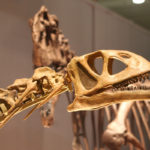 Bellusaurus head