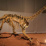 Bellusaurus skeleton