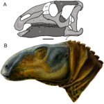 Eolambia head