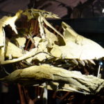 Euhelopus skull