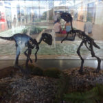 Gasparinisaura skeleton