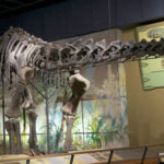 Haplocanthosaurus skeleton scaled