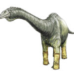 Haplocanthosaurus standing