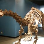 Lufengosaurus skeleton