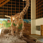 Malawisaurus skeleton