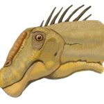 Nemegtosaurus head