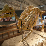 Nipponosaurus skeleton