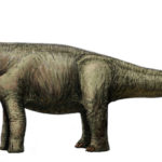 Opisthocoelicaudia long tail and neck