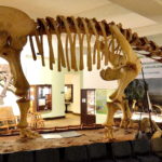 Opisthocoelicaudia skeleton scaled