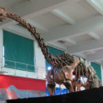 Patagosaurus skeleton