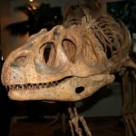 Piatnitzkysaurus skull