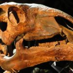 Probactrosaurus skull scaled
