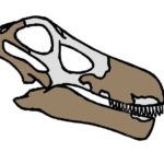 Quaesitosaurus skull
