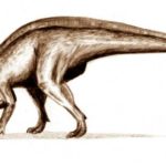 Rhabdodon waalking