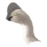 Rinchenia head
