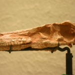 Saurornithoides skull