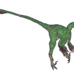 Saurornithoides tail scaled