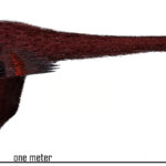 Shanag length scaled
