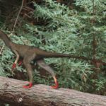 Synocalliopteryx walking