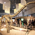 Sonidosaurus head