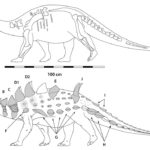 Struthiosaurus sketch