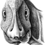 Telmatosaurus head