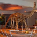 kotasaurus skeleton