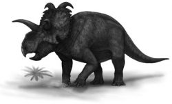 albertaceratops