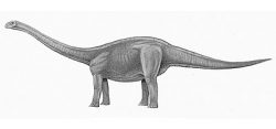 amygdalodon