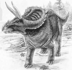arrhinoceratops