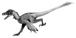 bambiraptor